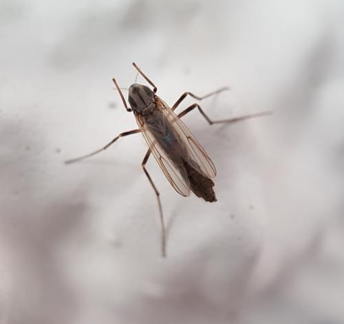 Chironomini